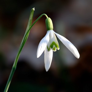 Galanthus_nivalis_close-up_aka