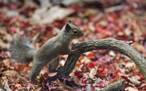 Japanese_Squirrel_edited_version